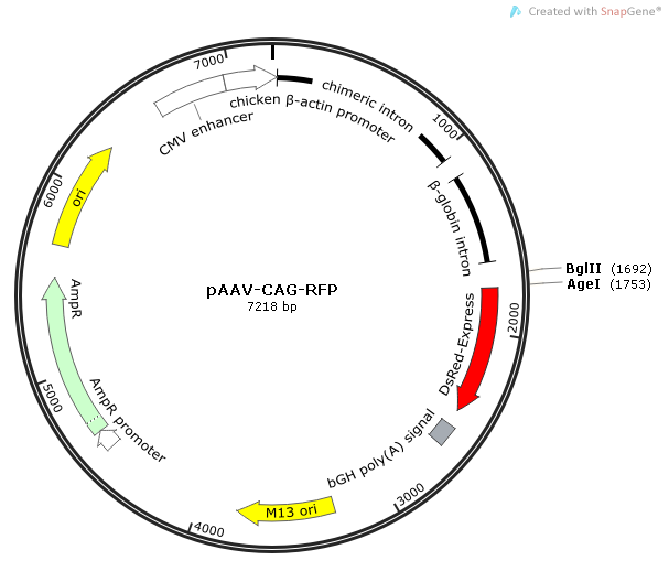 pAAV-CAG-RFP质粒图谱