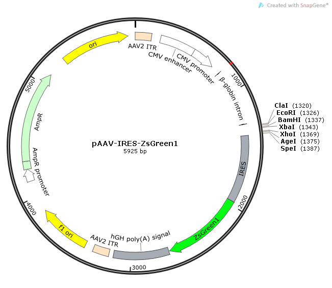 pAAV-IRES-ZsGreen1质粒图谱