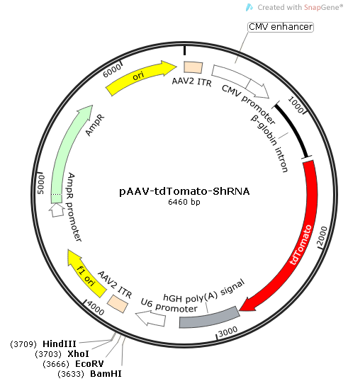 pAAV-tdTomato-shRNA质粒图谱