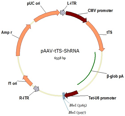 pAAV-tTS-shRNA质粒图谱