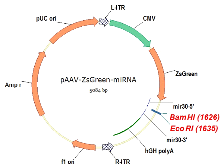 pAAV-ZsGreen-miRNA质粒图谱