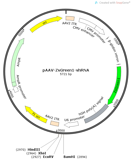 pAAV-ZsGreen1-shRNA质粒图谱