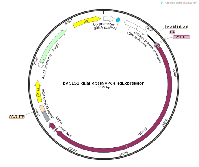 pAC152-dual-dCas9VP64-sgExpression质粒图谱