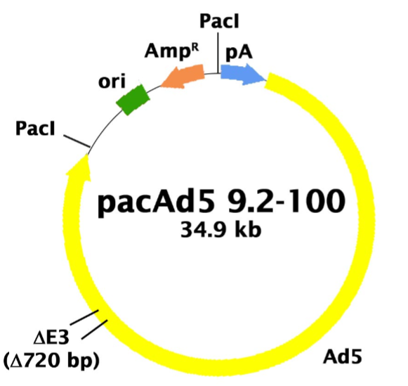 pacAd5 9.2-100质粒图谱