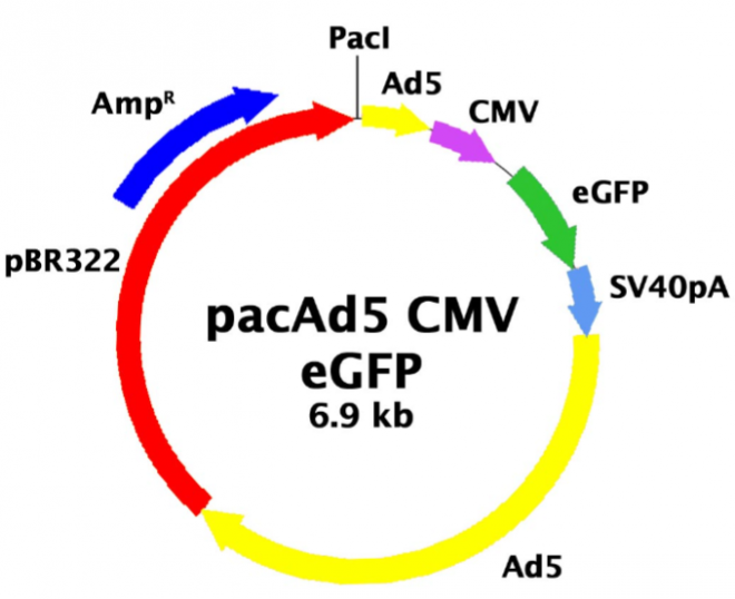 pacAd5 CMV-GFP质粒图谱