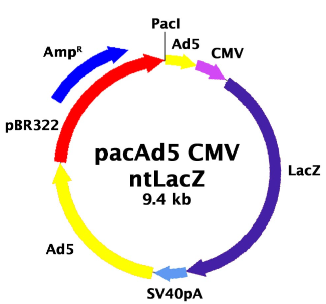 pacAd5 CMV-ntLacZ质粒图谱