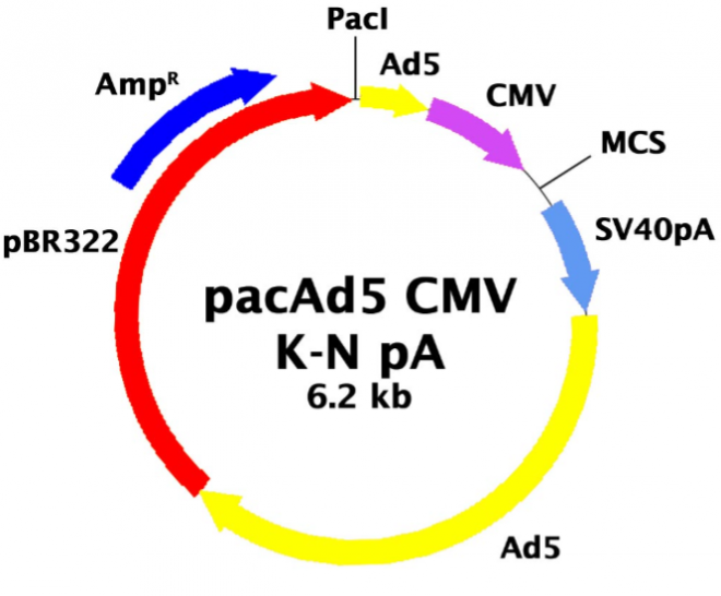 pacAd5 CMVK-NpA质粒图谱