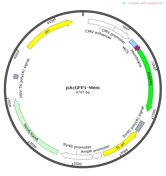 pAcGFP1-Mem质粒图谱