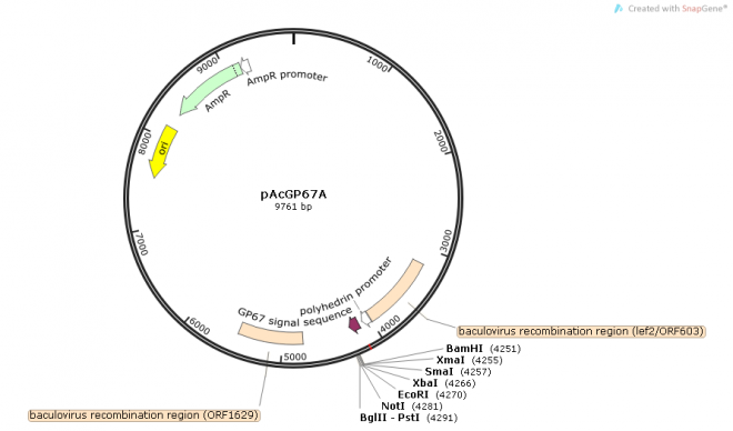 pAcGP67A质粒图谱