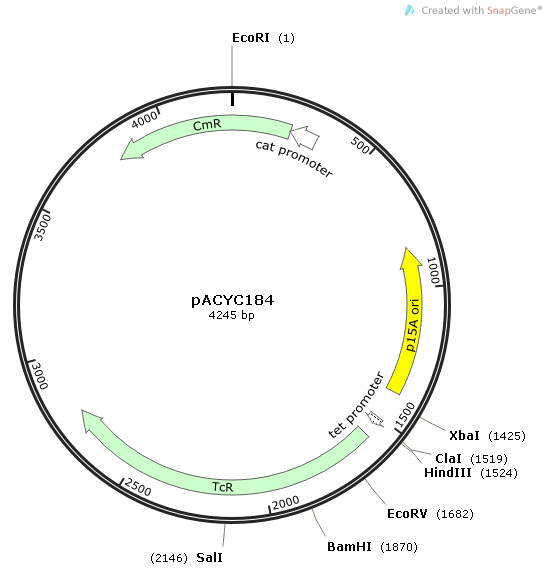pACYC184质粒图谱