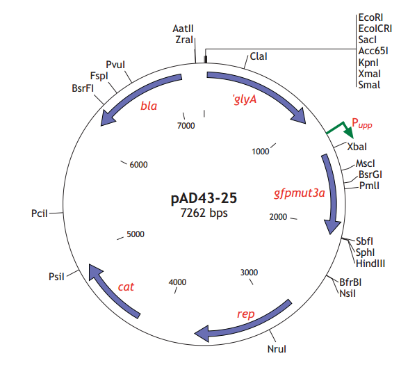 pAD43-25质粒图谱