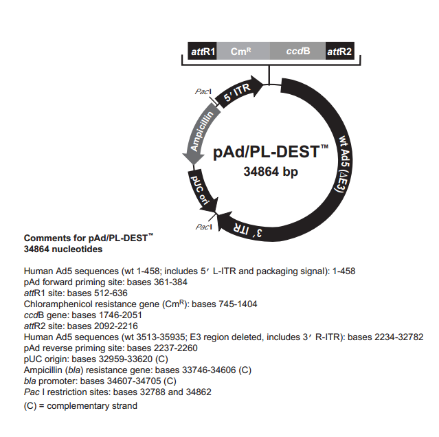 pAd/PL-DEST质粒图谱