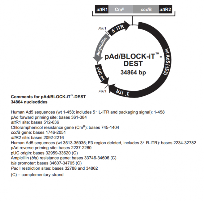 pAd/BLOCK-iT-DEST质粒图谱