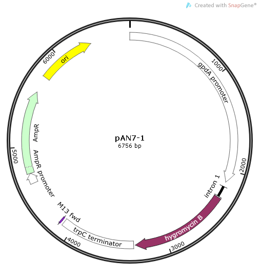 pAN7-1质粒图谱