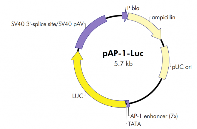 pAP-1-Luc质粒图谱