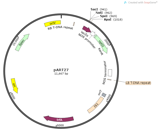 pART27质粒图谱