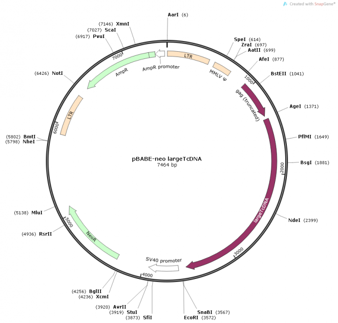 pBABE-neo largeTcDNA