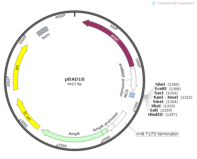 pBAD18质粒图谱
