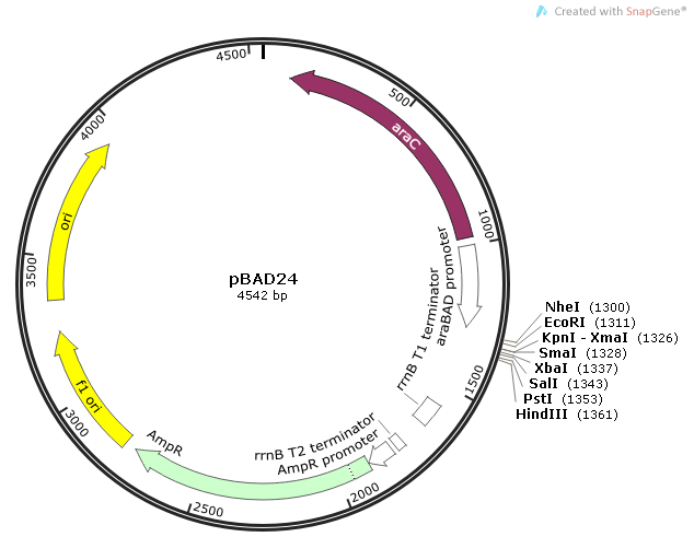 pBAD24 质粒图谱