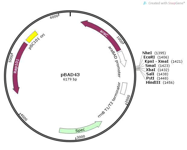 pBAD43 质粒图谱