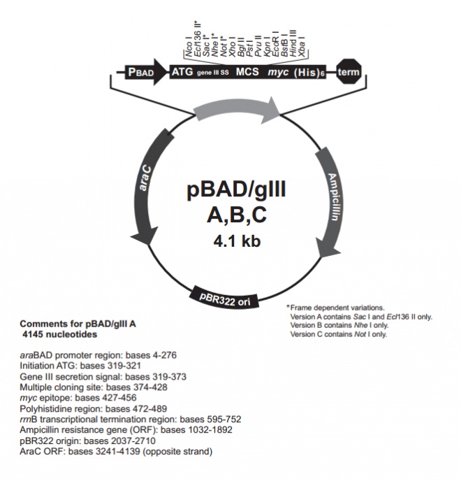 pBad/gIII B 质粒图谱