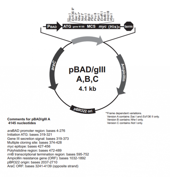 pBad/gIII C 质粒图谱