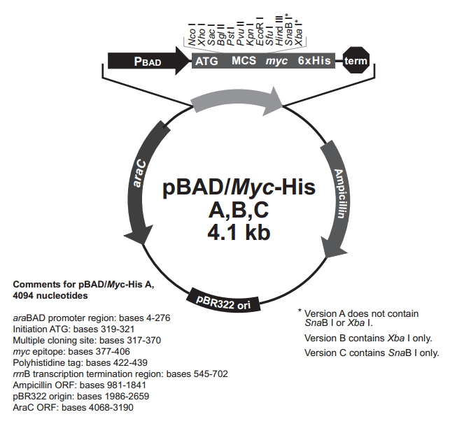 pBad/Myc-His A 质粒图谱