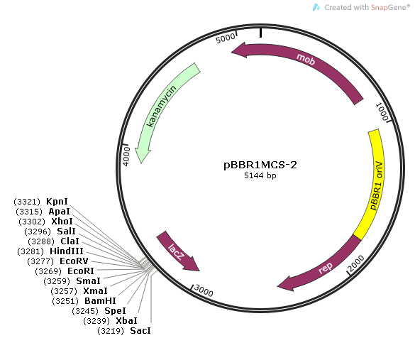pBBR1MCS-2质粒图谱