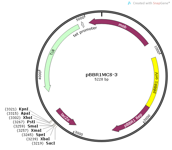 pBBR1MCS-3质粒图谱