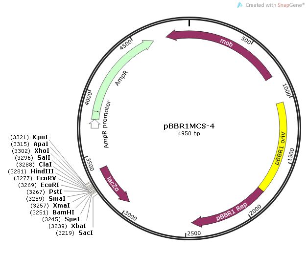 pBBR1MCS-4质粒图谱