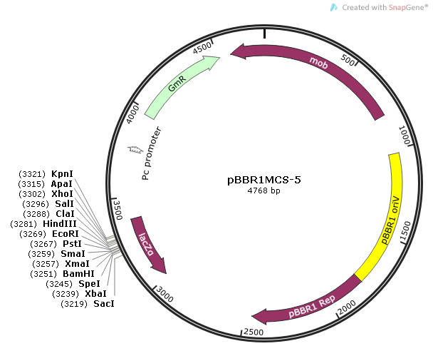 pBBR1MCS-5质粒图谱