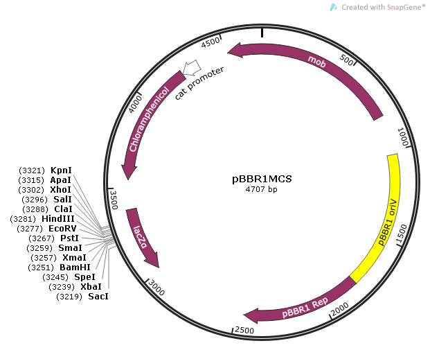 pBBR1MCS质粒图谱