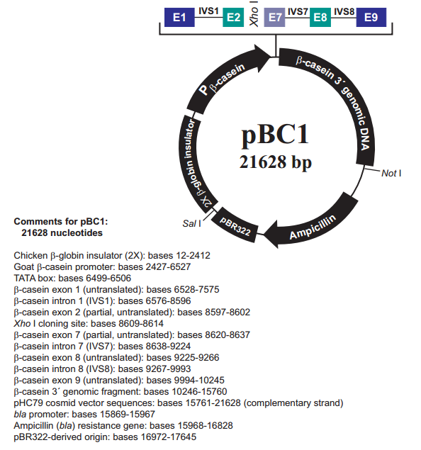 pBC1 质粒图谱