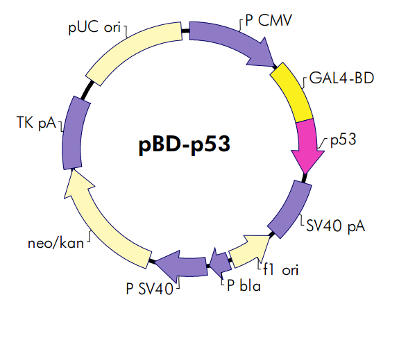 pBD-p53质粒图谱