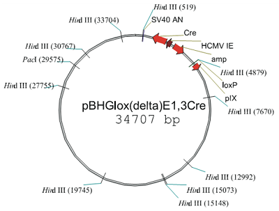 pBHGlox_E1,3Cre质粒图谱