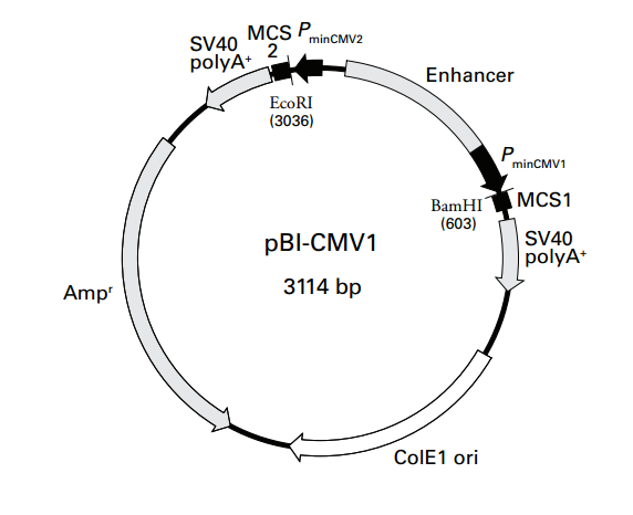 pBI-CMV1质粒图谱