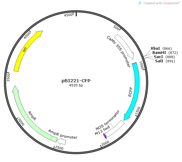 pBI221-CFP质粒图谱