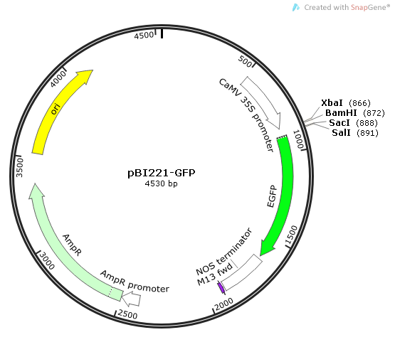 pBI221-GFP质粒图谱