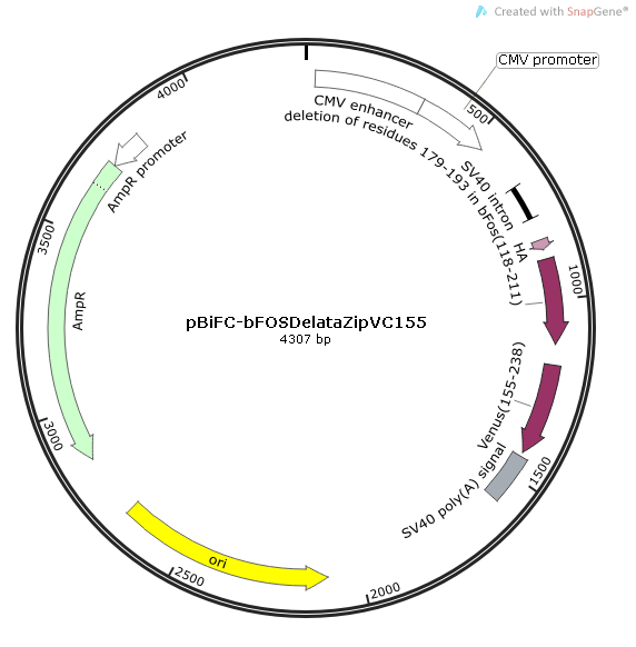 pBiFC-bFOSDelataZipVC155质粒图谱