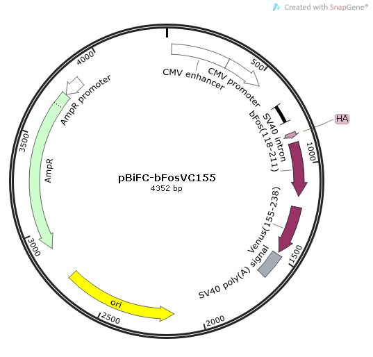 pBiFC-bFosVC155 质粒图谱