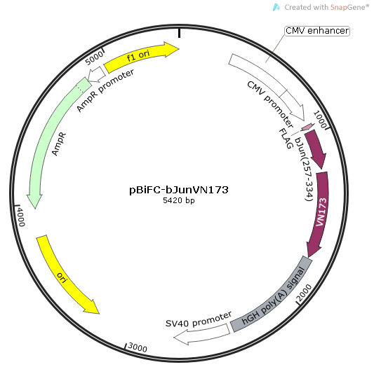 pBiFC-bJunVN173 质粒图谱