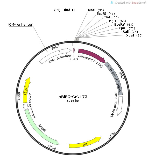 pBiFC-CrN173质粒图谱