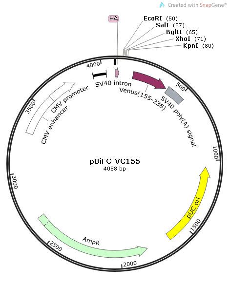 pBiFC-VC155 质粒图谱