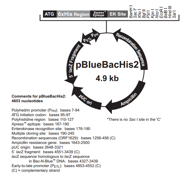 pBlueBacHis2 A,B,and C 質粒圖譜