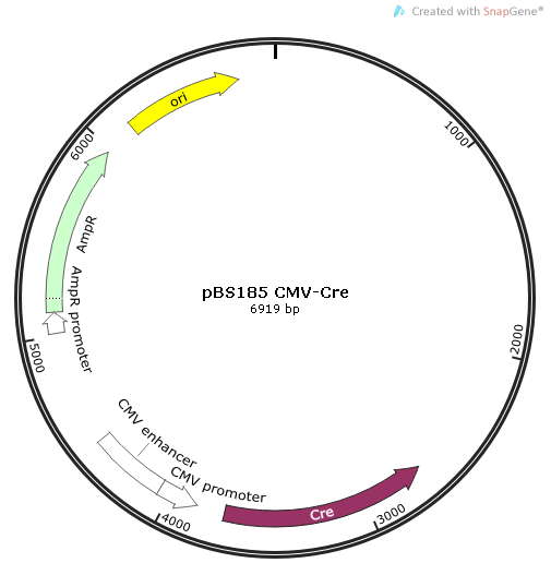 pBS185 CMV-Cre质粒图谱