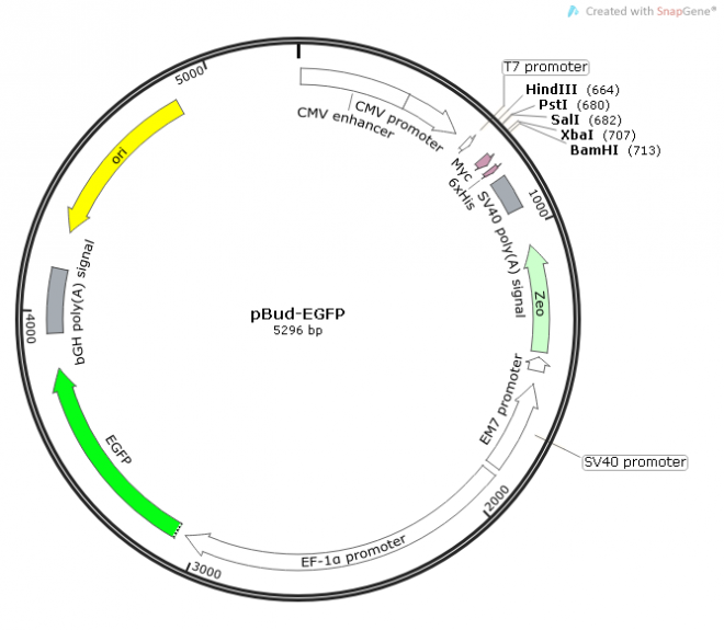 pBud-EGFP质粒图谱