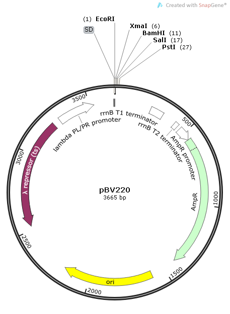 pBV220 质粒图谱