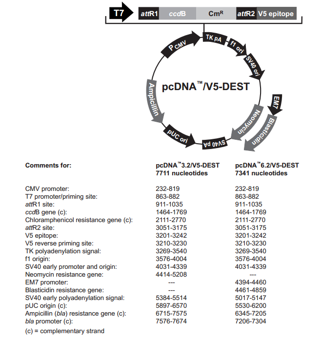 pcDNA3.2/V5-DEST 质粒图谱