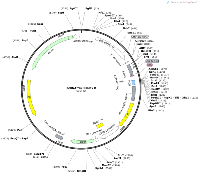 pcDNA™4/HisMax B 载体图谱
