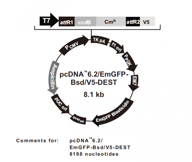 pcDNA6.2/EmGFP-Bsd/V5-DEST 质粒图谱